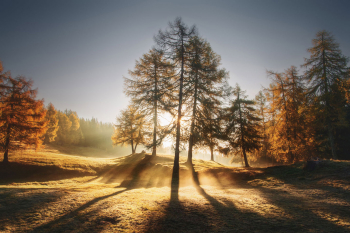 laerche-laerchenwald-herbstfaerbung-1810190816