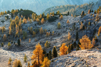 laerchen-dolomiten-herbst-1810160807