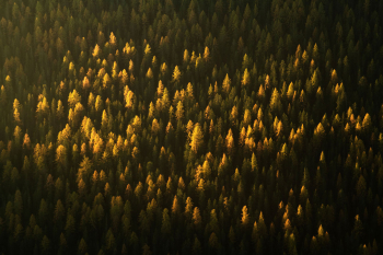 laerchen-herbst-faerbung-wald-1810180811