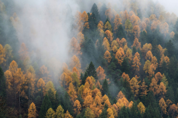 laerchenwald-herbst-alpen-2111141113