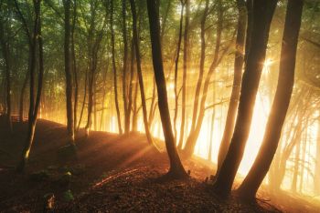 laubwald-fruehling-sonnenaufgang-1805250541