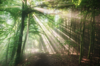 licht-sonne-wald-baeume-strahlen-2106110704