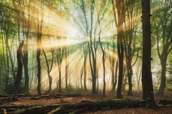 lichtstrahlen-god-rays-wald-2009220838