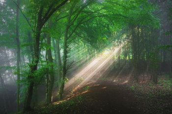 lichtstrahlen-sonnenlicht-wald-fruehling-2106110654