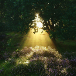 lichtstrahlen-sonnenstrahlen-baum-1708160748