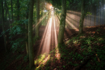 lichtstrahlen-sonnenstrahlen-wald-2106110656