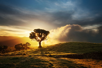 madeira-baum-sonnenuntergang-sonnenuntergang-1903202005