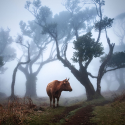 madeira-fanal-kuh-1903171800