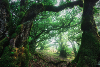 madeira-laurelsilve-baeume-nebel-wald-1903201921