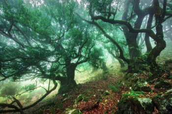 madeira-nebel-wald-laurel-baeume-1903191621