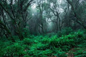 madeira-wald-gruen-nebel-1903181909