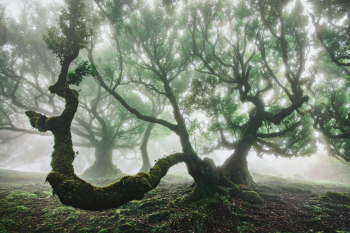 madeira-wald-nebel-fanal-lorbeer-1903200935