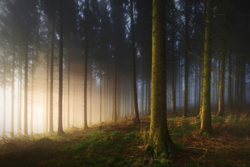 maerchenwald-hexenwald-nebel-strahlen-1504280751