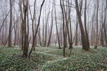 maerzenbecher-fruehlingsknotenblume-wald-1503231015