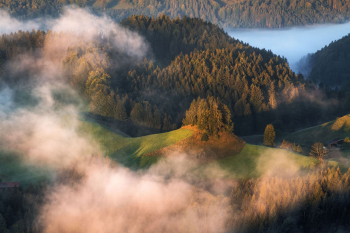 mangfallgebirge-wald-bayern-alpen-2109250612