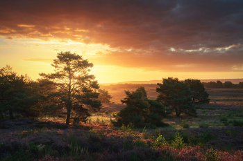 mehlinger-heide-sonnenaufgang-2008270542
