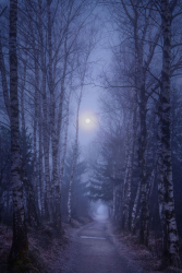 mond-lich-weg-pfad-wald-2102280626