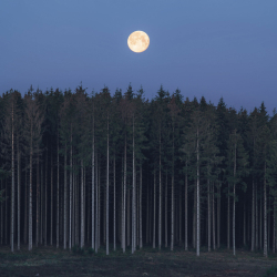 mond-wald-vollmond-1904200532