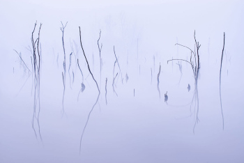 moor-baeume-minimalistisch-abstrakt-1504050633