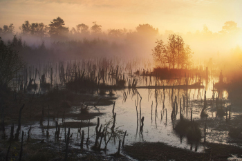 moor-sumpf-sonnenaufgang-nebel-1904180557