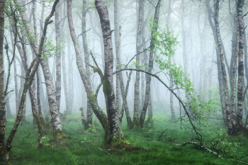 moorwald-karpatenbirken-rhoen-2106061240