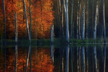 mueritz-nationalpark-herbst-1511031653