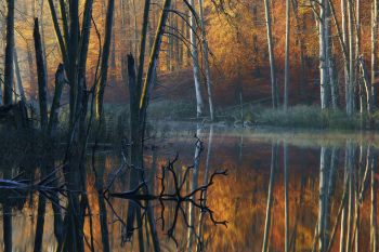 mueritz-nationalpark-wald-herbst-1611120929