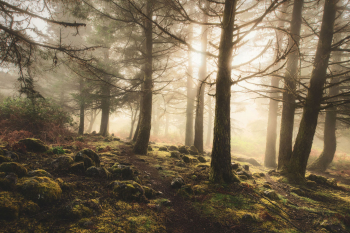 nadelwald-nebel-moos-1903180930