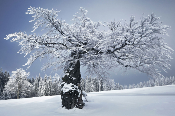 nationalpark-bayerischer-wald-baum-schachten-1401291629