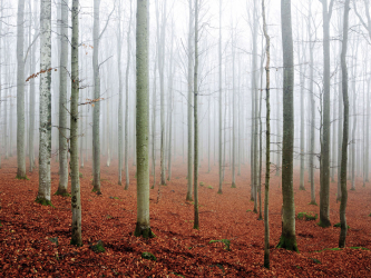 nationalpark-bayerischer-wald-buchen-1311181046
