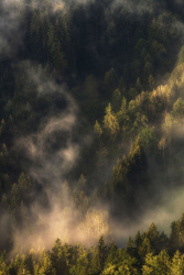 nebel-steigen-auf-wald-2109250632