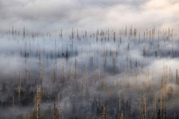 nebel-wald-borkenkaefer-klimawandel-1311180858