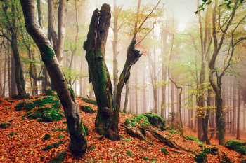 oberpfaelzer-wald-herbst-1810231036