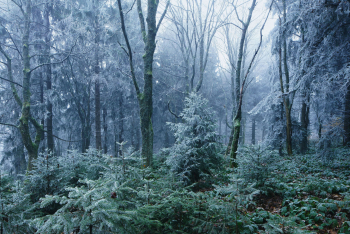 oberpfaelzer-wald-winter-raureif-1611081102
