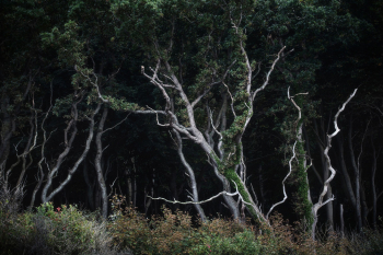 ostsee-wald-baeume-2110021718