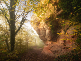 pfaelzer-wald-felsen-baum-1411010907