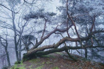 pfaelzer-wald-winter-raureif-1501190954