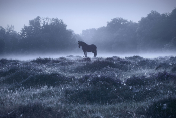 pferd-daemmerung-nebel-1508090550