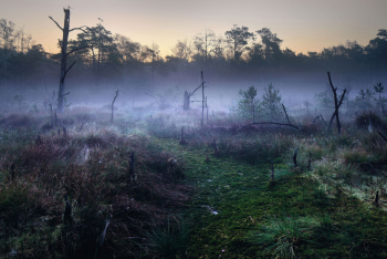 pietzmoor-niedersachsen-lueneburger-heide-1409180626