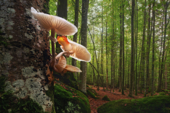 pilze-buchenschleimruebling-wald-herbst-1610081057
