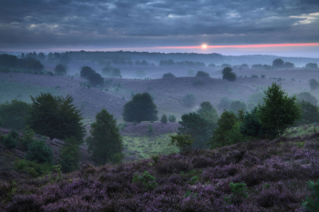 posbank-veluwe-heide-bluete-2108210538