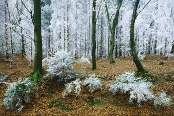 raureif-wald-baueme-1612061203
