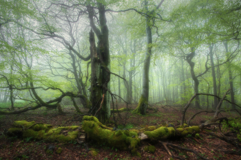 rhoen-wald-fruehling-gruen-2105280555
