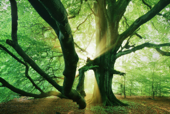 riesige-alte-buche-baum-1705200716