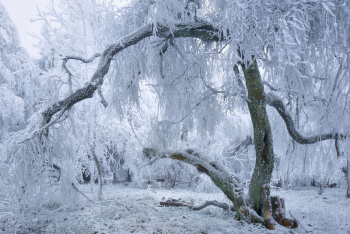 rothaargebirge-sauerland-winter-heide-1412041608