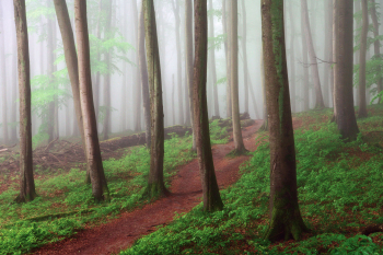 ruegen-jasmund-buchen-wald-1905190605