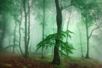 ruegen-jasmund-nationalpark-wald-buchen-1905190549