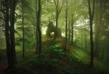ruine-burg-wald-nebel-bayern-1305280631