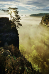 saechsische-schweiz-elbsandsteingebirge-kiefer-felsen-1705140600