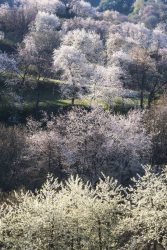 sauerkirsche-wildkirsche-bluete-1904120747